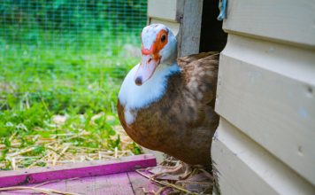Индоутки и утки: сравнение, плюсы и минусы Индоутки и утки: сравнение, плюсы и минусы.