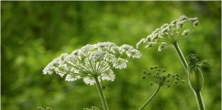 Как избавиться от борщевика на участке навсегда.