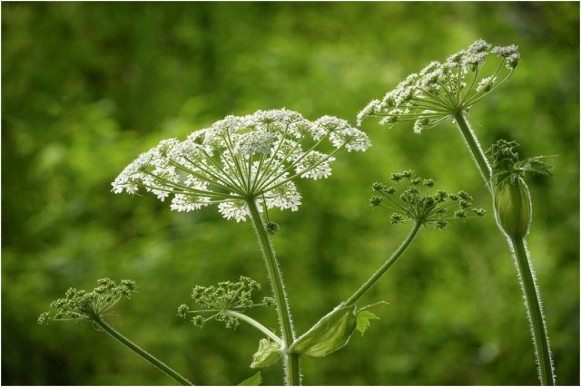Как избавиться от борщевика на участке навсегда.
