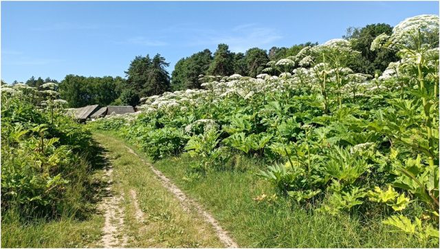 Если на участке растет борщевик Сосновского, а хозяин не предпринимает никаких мер для его покоса, он может быть привлечен к административной ответственности.