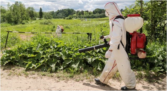 Если вы устали бороться с борщевиком, то пора передать дело в руки профессионалов. Это сэкономит вам силы, деньги и время.