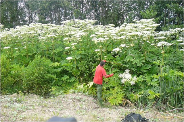 Семена — вот главный источник проблемы. Если они попадут в почву, ростки начнут появляться даже спустя несколько лет.