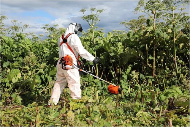 Уничтожить его насовсем возможно, но это потребует системного подхода, терпения и соблюдения правил.