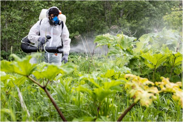 Гербициды — один из самых надежных способов обработки участка от борщевика. Особенно если площадь заражения большая.