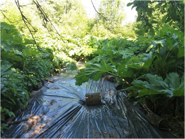 Укрытие участков черной пленкой или агротканью. Борщевик не сможет пробиться сквозь плотный материал.