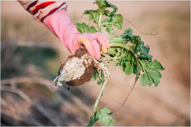 Важно помнить: даже если вы убрали взрослое растение, его семена могут оставаться в земле несколько лет.