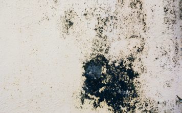 Как избавиться от плесени в доме и не дать ей вернуться даже через год Как избавиться от плесени в доме и не дать ей вернуться даже через год.