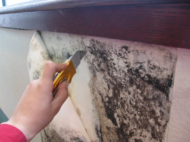 Плесень разрушает дом изнутри. Обои отходят. Штукатурка сыплется. Деревянные балки темнеют и гниют.