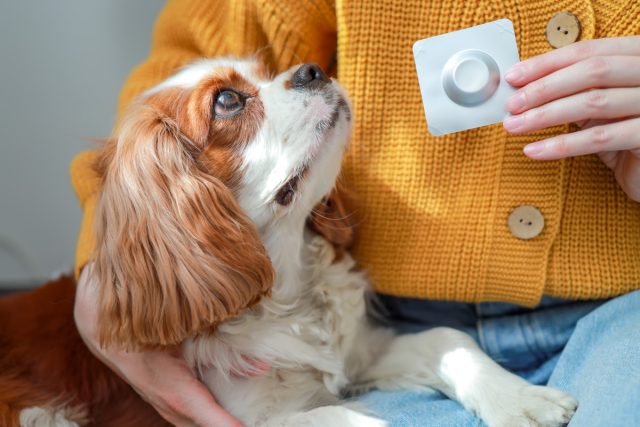 Как лечить животных? Всё о новых правилах продажи ветеринарных препаратов