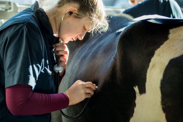 Ветеринары, которые назначают препараты без проведения осмотра животного, рискуют лишиться своей лицензии навсегда.