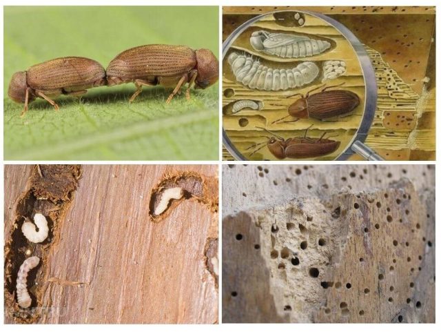 Существует несколько видов насекомых, которых называют жуками-вредителями древесины. Они отличаются внешностью, циклом развития и характером вреда.