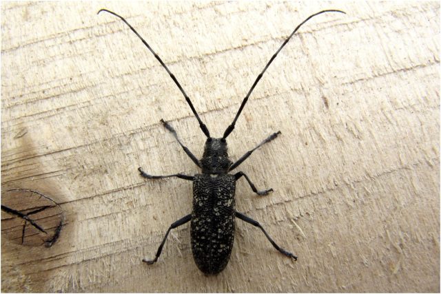 Каждый вредитель «специализируется» на своем: одни предпочитают молодую древесину, другие — сухую мебель, а жук-усач выбирает массивные балки и перекрытия.