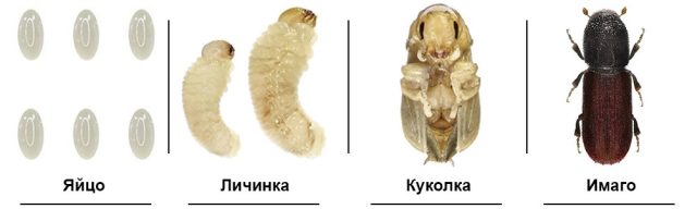 Если в доме тепло, как в большинстве отапливаемых построек, цикл повторяется круглогодично.