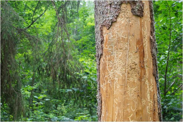 Но жуки-древоточцы действуют незаметно, и именно в этом кроется главная угроза.