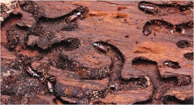 Древоточец может жить в дереве годами, не выдавая себя.