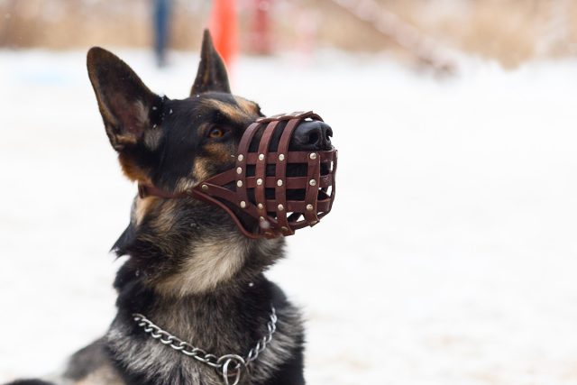 Кожаные намордники бывают разного строения, но основное отличие - нос собаки ничего не закрывает, а также есть дополнительный налобный ремешок.