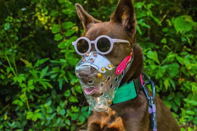 Силиконовый намордник подходит для холодной погоды, так как качественный силиконовый намордник не будет дубеть на морозе. 