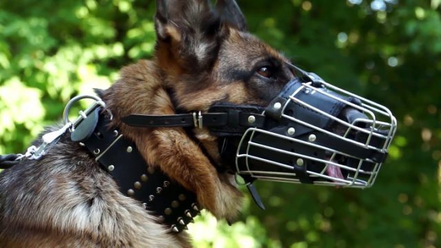 Металлические намордники чаще всего используются кинологами или во время служебной работы.