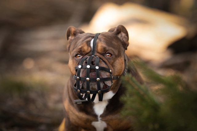 У собак таких пород как мопс, пекинес, ши-цу, грифон и т.д часто есть трудности с дыханием и охлаждением, поэтому очень важно при выборе намордника обратить внимание на комфорт и безопасность собаки.