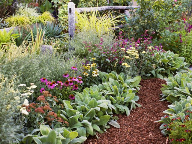 Проблему редких поливов в жару можно решить радикально, просто отдав предпочтение цветущим и декоративно-лиственным растениям, устойчивым к засухе.