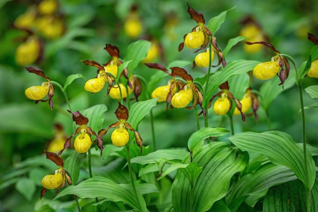 7 орхидей, которые я советую посадить в саду