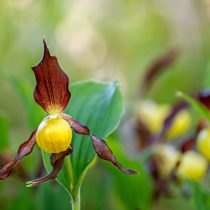 Условия для роста циприпедиум : полутень или рассеянный свет, особенно в утренние и вечерние часы.