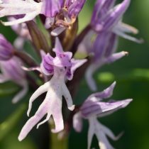 Цветонос ятрышника может нести до 200 мелких цветков, собранных в плотное, заметное соцветие.