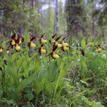 Циприпедиум развивается из тонких корневищ, заканчивающихся единственной активной почкой роста.