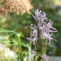Цветки ятрышника обычно розовые или бледно-розовые, с крапом и характерной фиолетовой «головкой» в центре соцветия.
