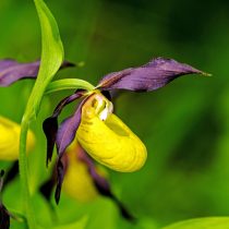 Циприпедиум ценят за оригинальные цветки: они состоят из трёх лепестков и мешковидной губы, похожей на башмачок.