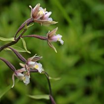 Соцветие состоит из 4-20 цветков, собранные в одностороннюю кисть. Цветение длится с конца июня по август.