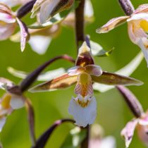 Цветки дремлика двуцветные: внутренние - коричневато-фиолетовые, а внешние кремово-зелёные.