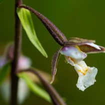 Дремлик легко выращивается на средне дренированных почвах, от умеренно влажных до влажных, на открытом солнце или в полутени.