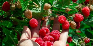 Какую малину посадить? 10 лучших традиционных сортов - Ягодник Какую малину посадить? 10 лучших традиционных сортов