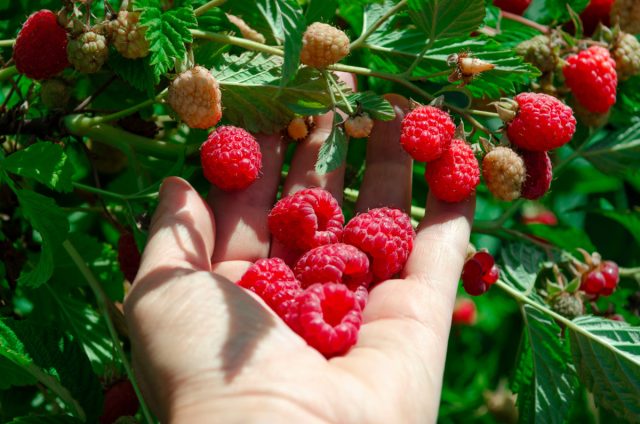 Какую малину посадить? 10 лучших традиционных сортов