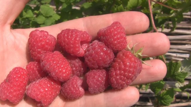 "Лячка" - среднеранняя малина, устойчивая к пурпуровой пятнистости.