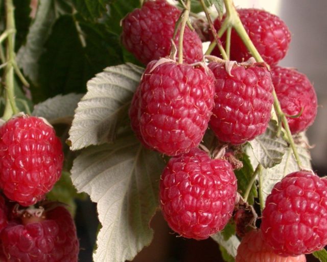 "Метеор" - ранний, морозостойкий, не боящийся грибных заболеваний сорт.