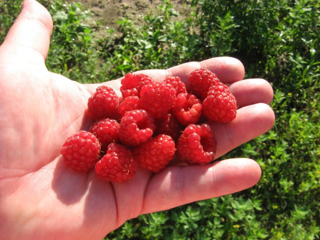 "Бальзам" - сорт зимостойкий, достаточно устойчивый к пурпуровой пятнистости и редко подвергающийся нападению паутинного клеща.