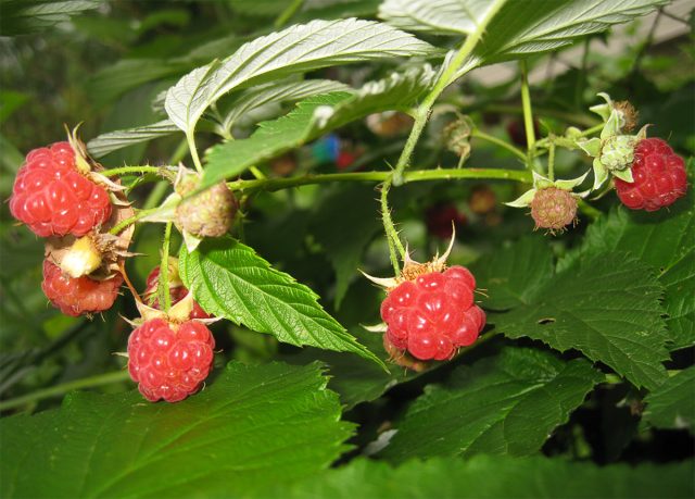 "Барнаульская" - засухоустойчивый сорт среднераннего срока созревания.