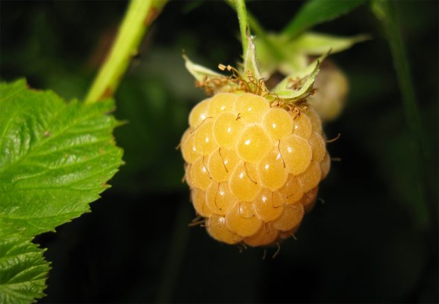 "Беглянка" - ранний, зимостойкий сорт, сравнительно устойчивый к заболеваниям, урожайный.