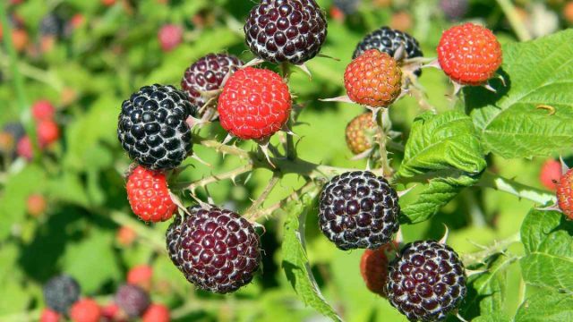 "Кумберленд чёрная" - один из самых известных сортов чёрной малины, выведенный более 100 лет назад в США.