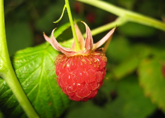 "Латам" выращивают по всей Европейской части России.