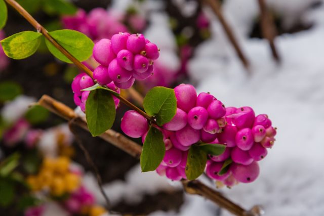 Забудьте о цветах! 7 неповторимых кустарников с яркими ягодами