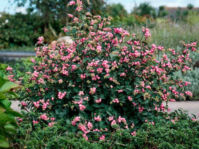 Все большую популярность набирают сорта гибридного снежноягодника Доренбоза (symphoricarpos x doorenboosii), который отличается от снежноягодника белого розовой окраской плодов.