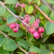 Снежноягодник Шено «Хэнкок» — невысокий, раскидистый кустарник с светло-зелёной листвой и яркими пурпурными ягодами.