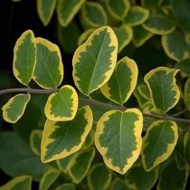 Снежноягодник «Фолис» — эффектный сорт с пурпурными ягодами и вариегатными листьями с кремовым кантом и жёлтым крапом.