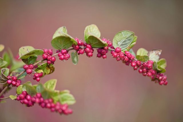 Снежноягодник округлый, или кораллоягодник (symphoricarpos orbiculatus Moench) – высотой до 2-3 м с пурпурными плодами и яркой красной осенней окраской.