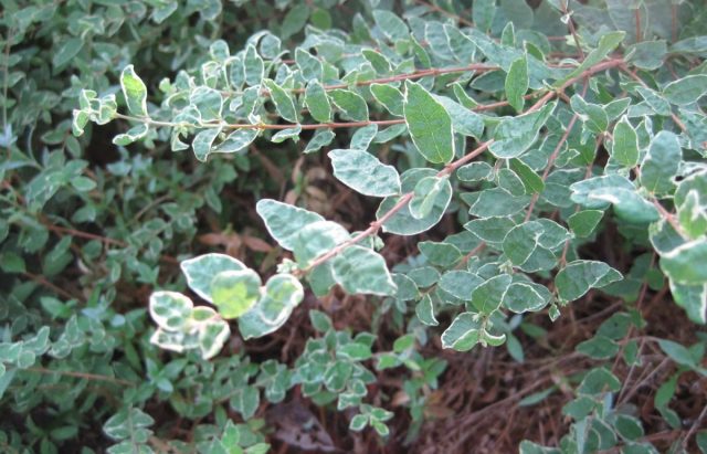 Снежноягодник округлый «Таффс Сильвер Эдж» ('Taff’s Silver Edge') - с контрастной белой каймой.