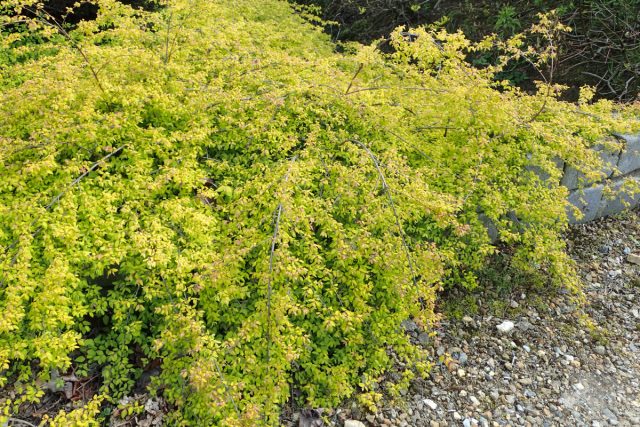 Снежноягодник Шено «Брайн де Солей» ('Brain de Soleil') - высотой 0,5-1 м с неприметным цветением и плодами, но с золотистой листвой.