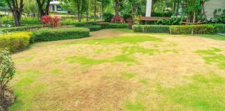 Летний стресс для газона: как избежать выгорания и сохранить зеленый ковер в жару.